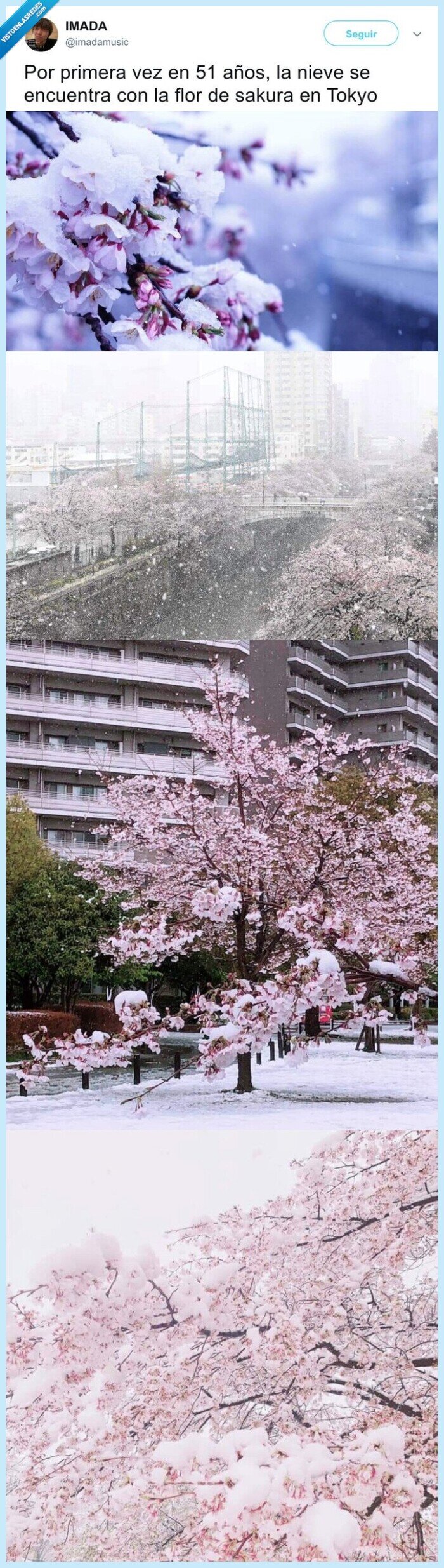 flor de cerezo,japón,sakura,nieve