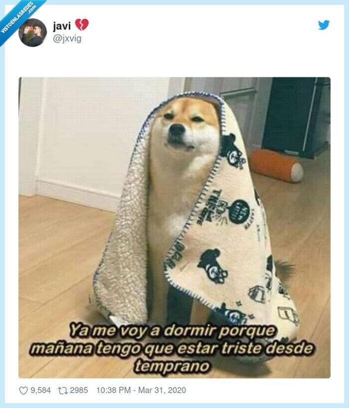 manta,perro,cuarentena