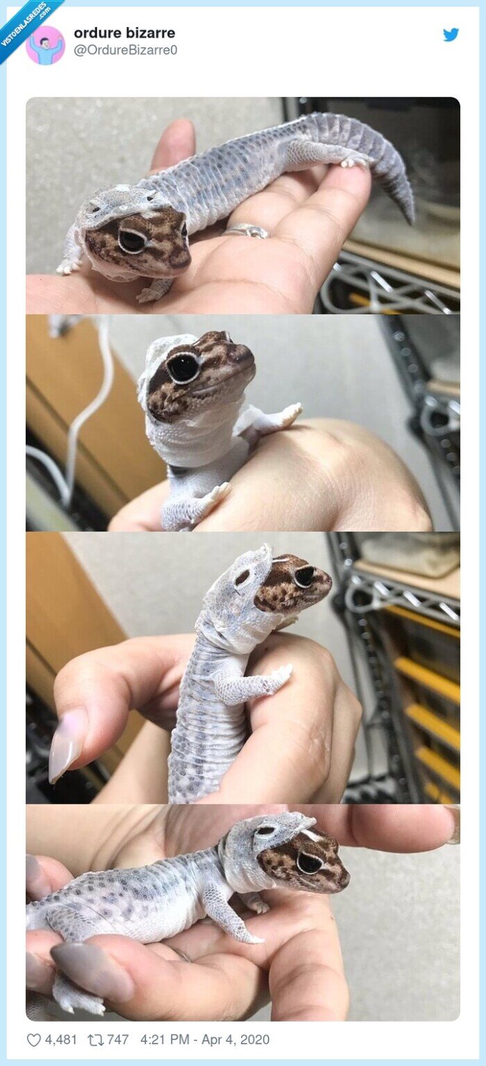 gecko,reptil,mudar la piel