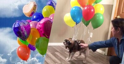 549268 - Hacen volar a su perro durante el confinamiento al más puro estilo Up