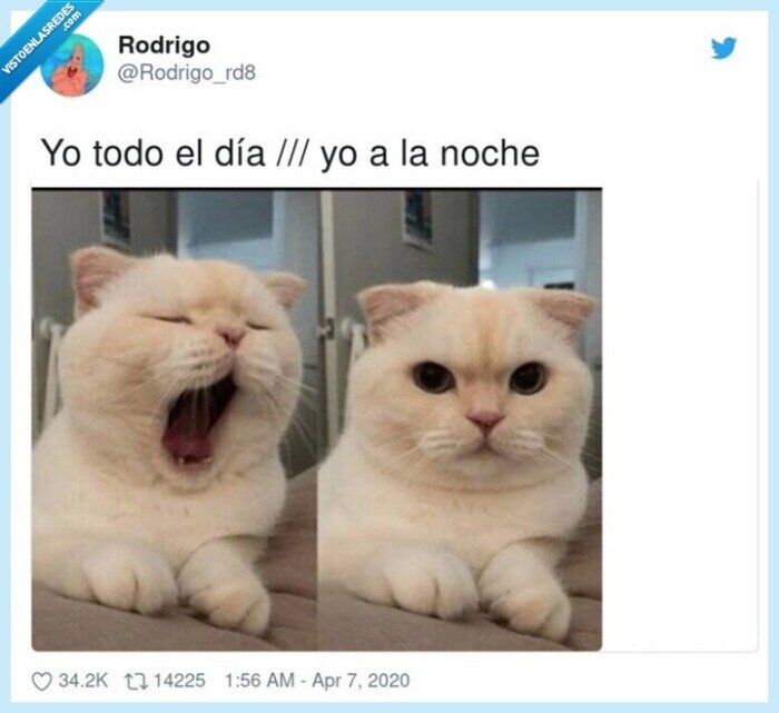 noche,todo,día,gato,dormirse