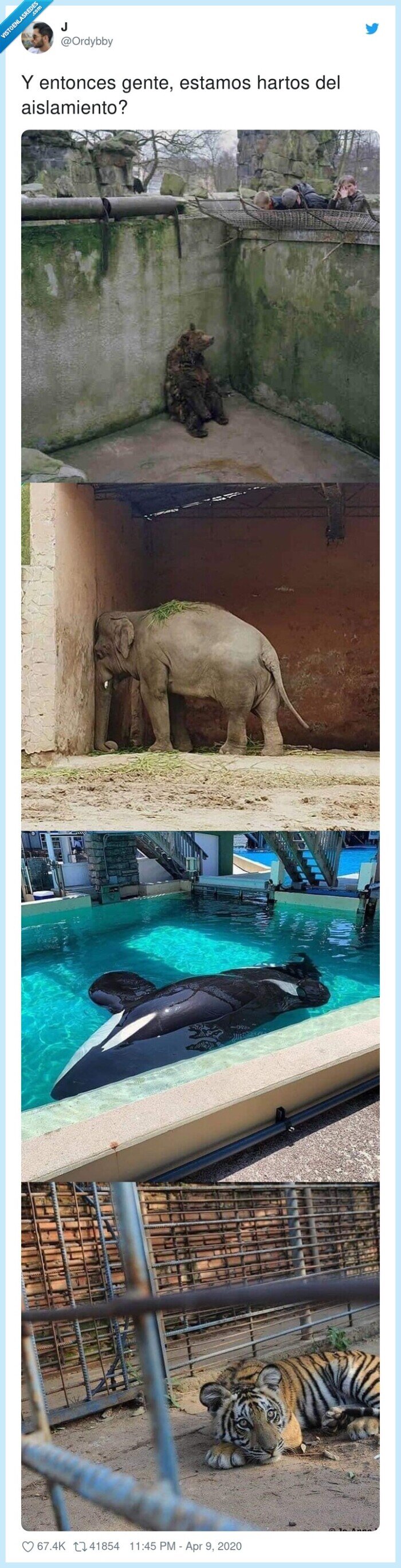 aislamiento,entonces,estamos,gente,hartos,zoo,animales