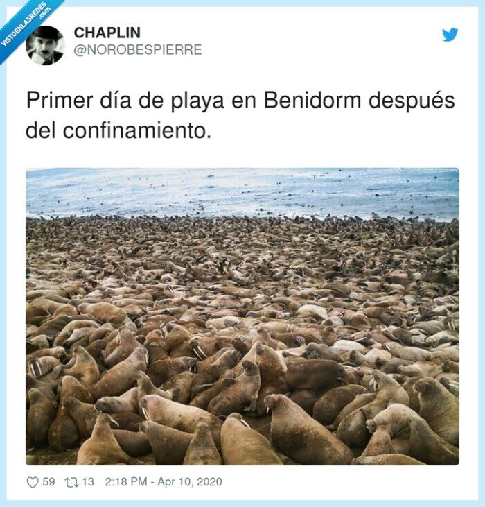 confinamiento,benidorm,después,primer,playa,día,focas
