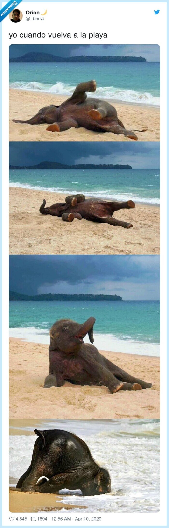 volver,playa,elefante