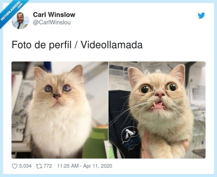 videollamada,perfil,foto,gato