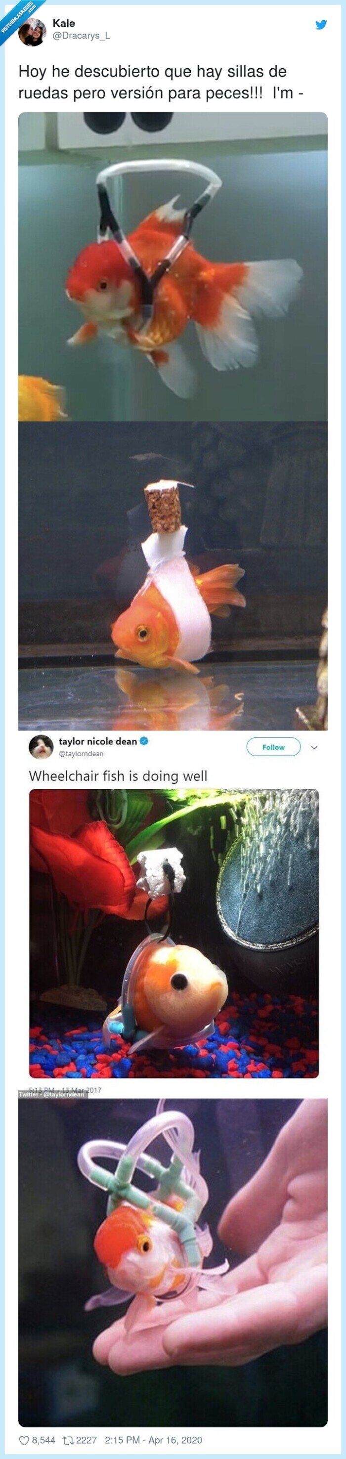 descubierto,versión,sillas de ruedas,peces