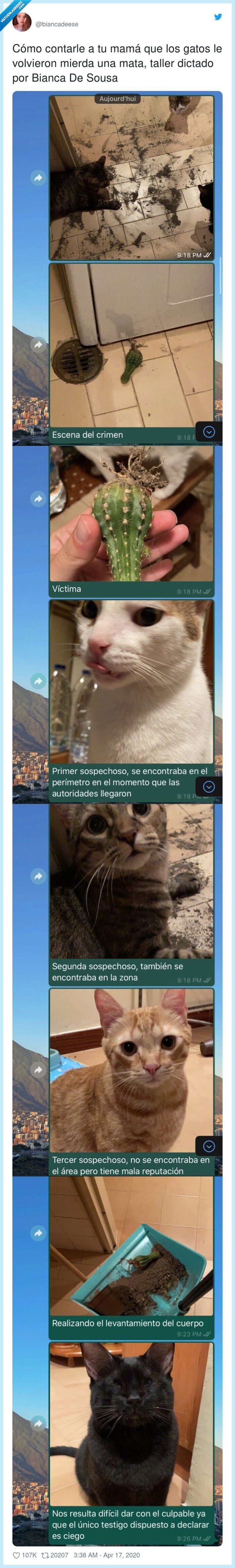 taller,gatos,sospechosos,cactus