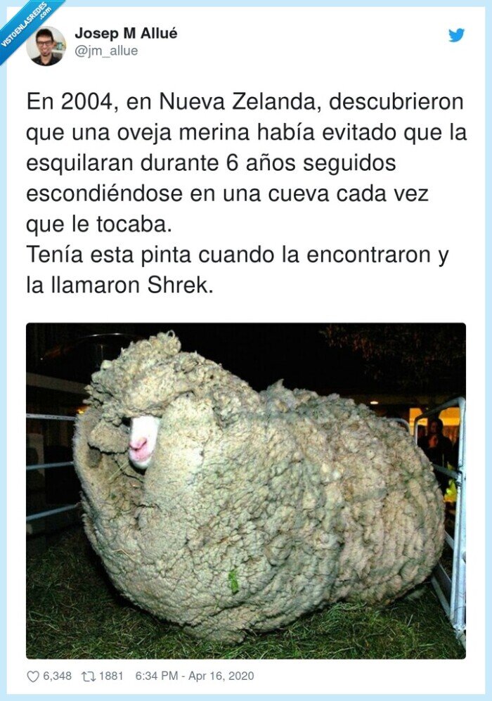 oveja,encontrar,esquilar,nueva zelanda