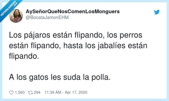 flipando,jabalíes,pájaros,perros