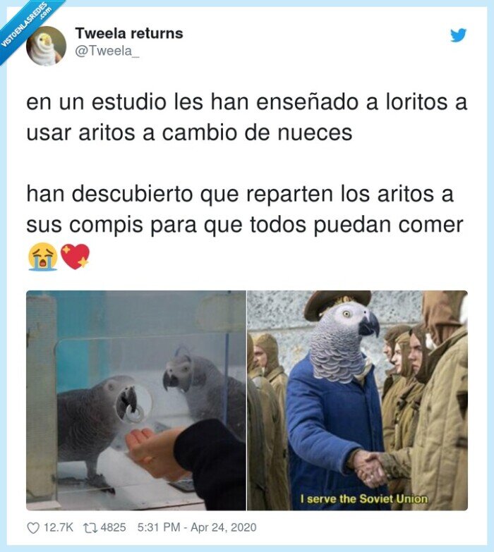 loros,truco,cambiar,reparten,estudio,loritos