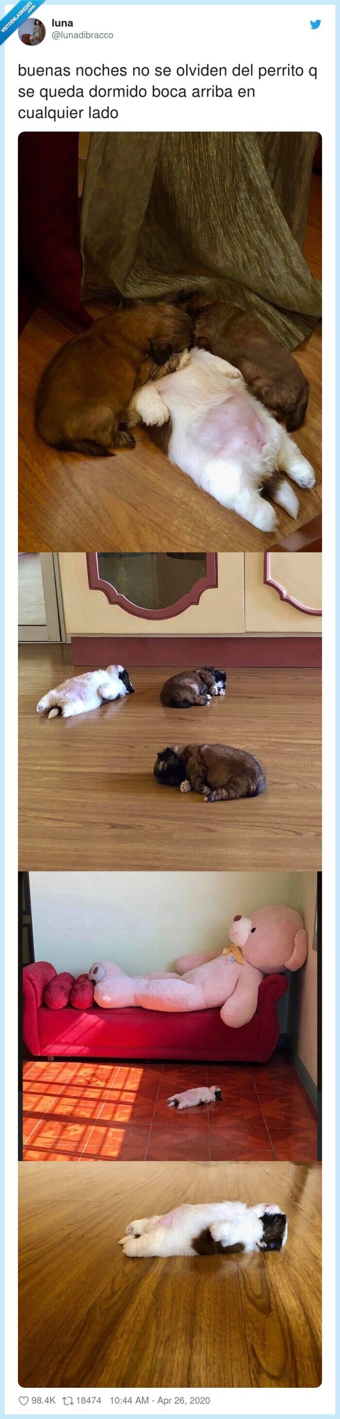 perrito,dormido,panza