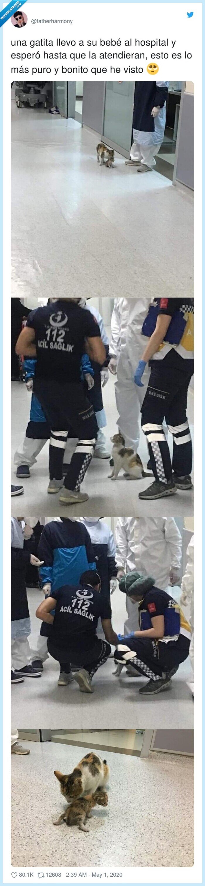 atender,hospital,gata,gatita