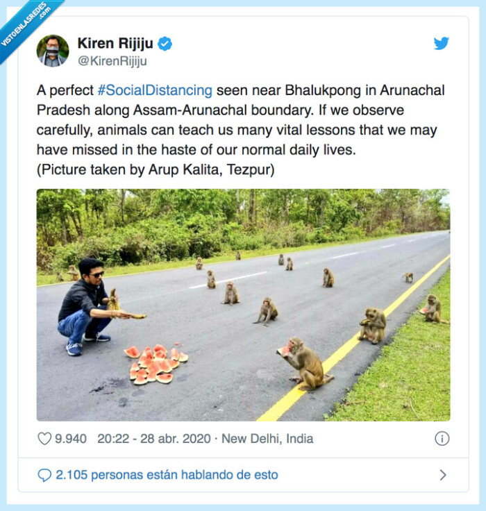 569699 - La foto viral de unos monos en la que parece que estén manteniendo la distancia de seguridad por el coronavirus