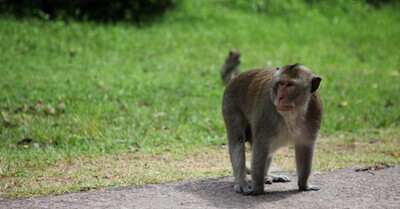 569699 - La foto viral de unos monos en la que parece que estén manteniendo la distancia de seguridad por el coronavirus