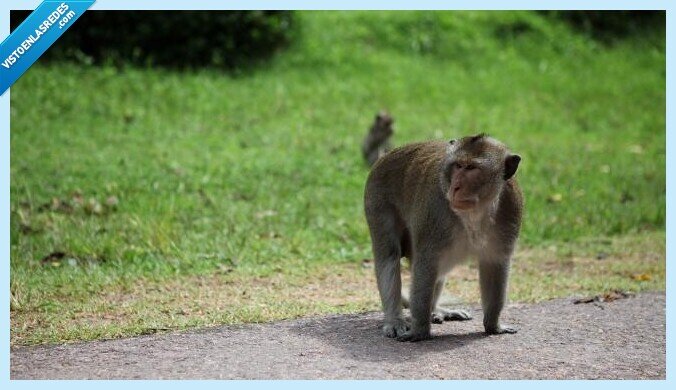 569699 - La foto viral de unos monos en la que parece que estén manteniendo la distancia de seguridad por el coronavirus