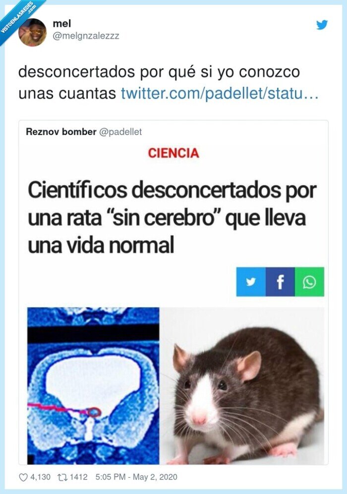 desconcertados,rata,cerebro