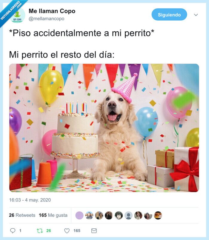 accidentalmente,perrito,pisar
