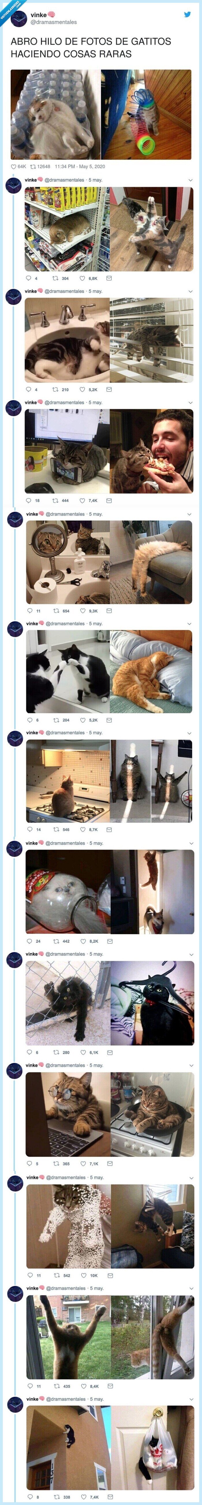 gatitos,fotos,cosas raras