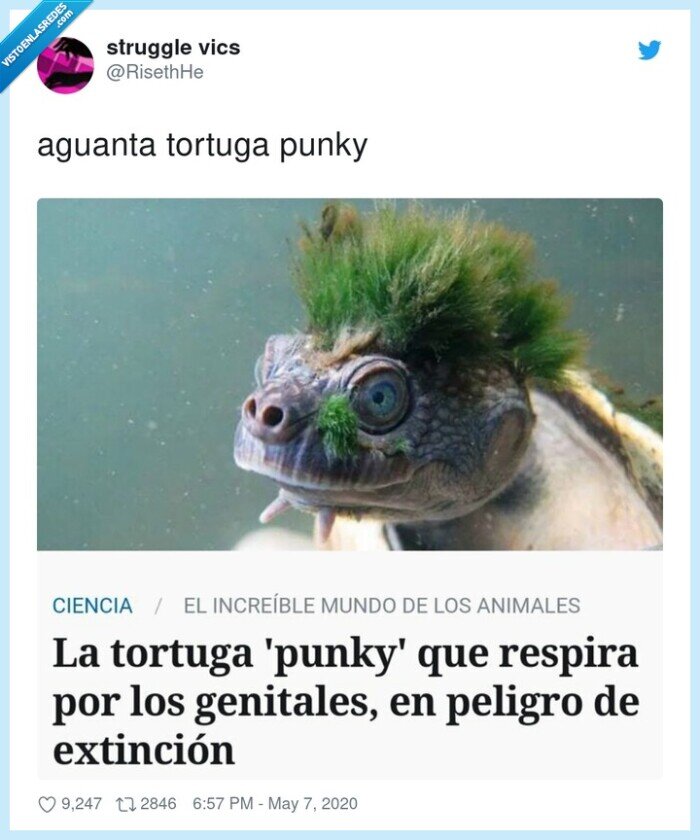 aguanta,tortuga punky