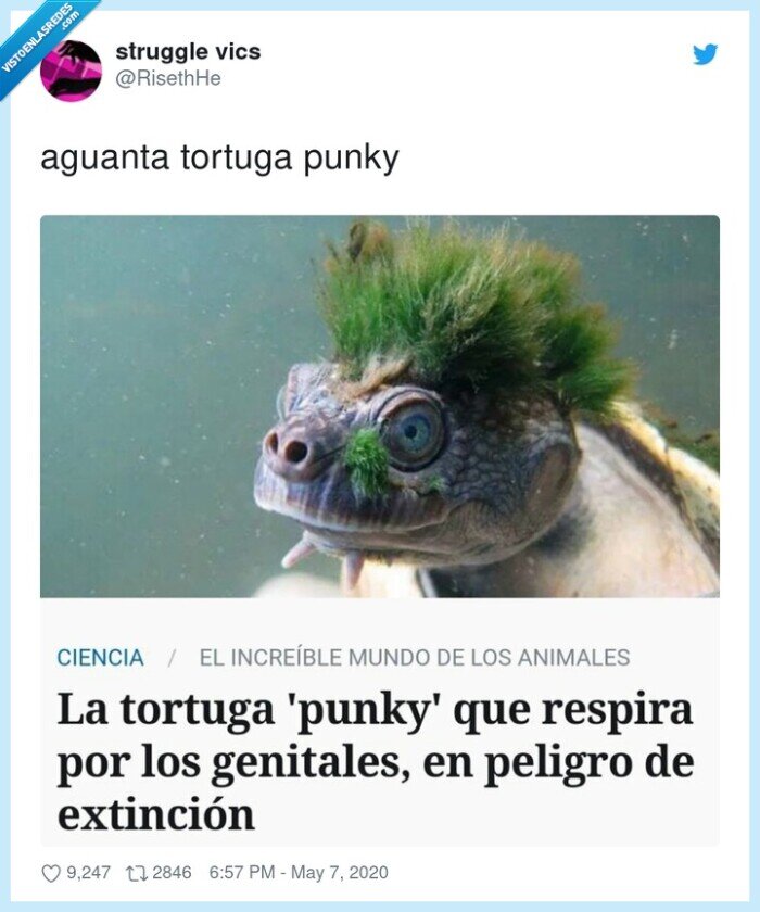 574533 - Punk turtle is not death, por @RisethHe
