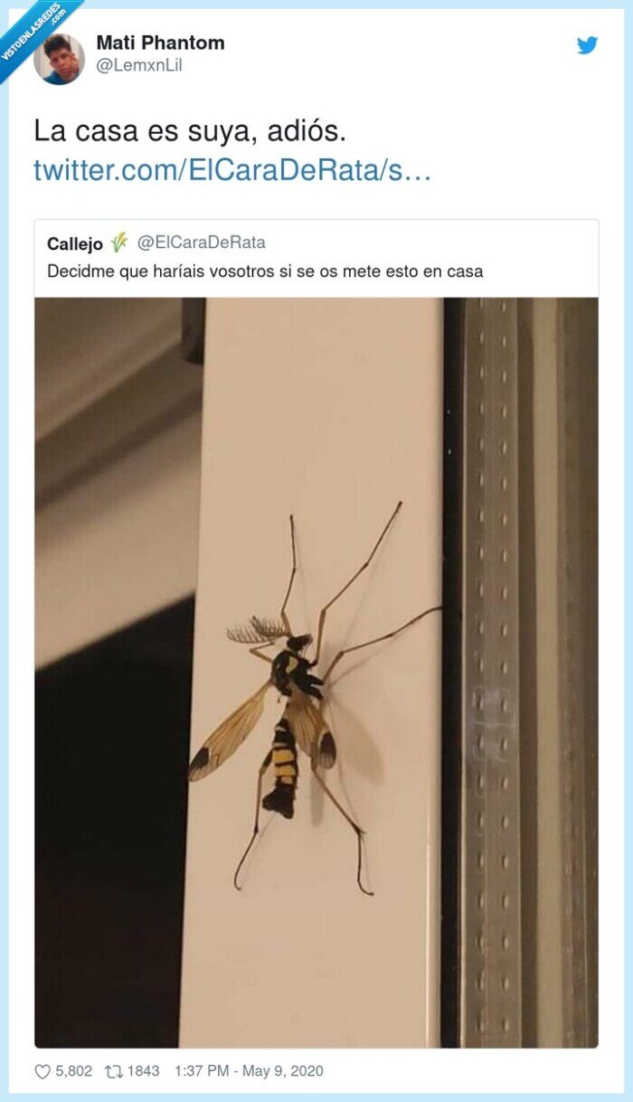 adiós,suya,casa,avispa gigante