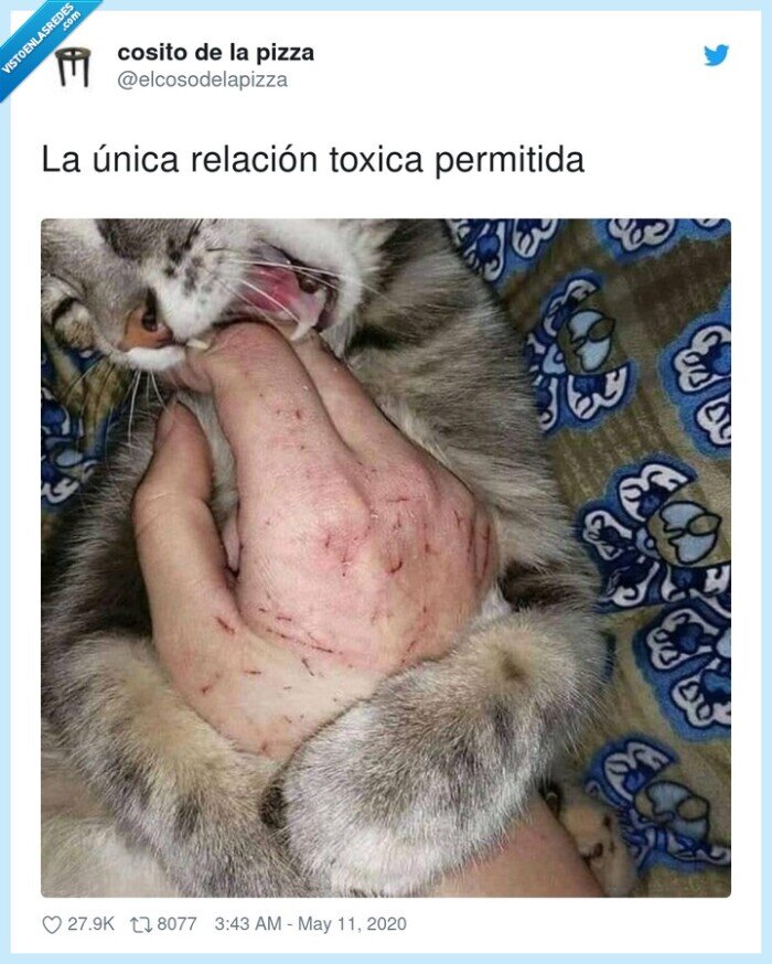 relación,arañazos,gatos,toxica