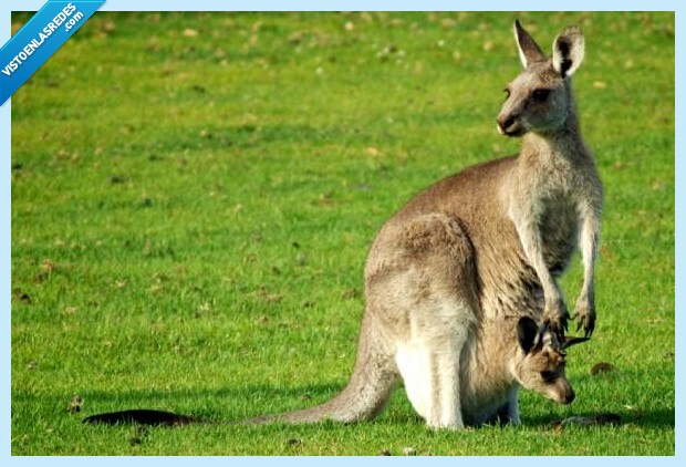 577573 - Las redes colapsan tras ver lo que hay dentro de la barriga de un canguro