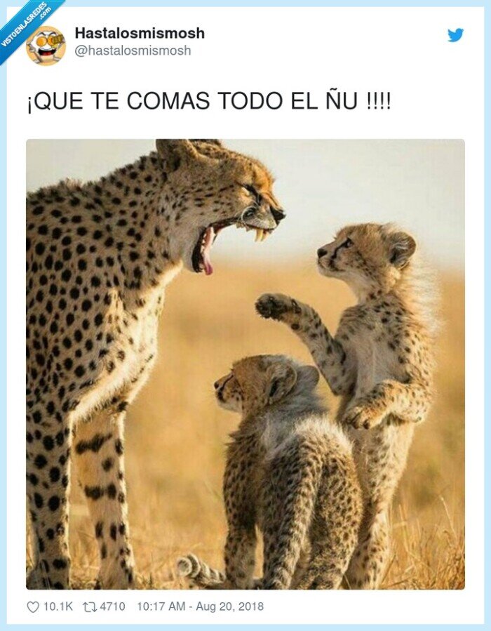 comer,ñu,cheetah,guepardos