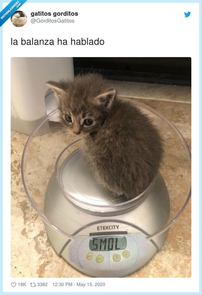 balanza,hablado,gato