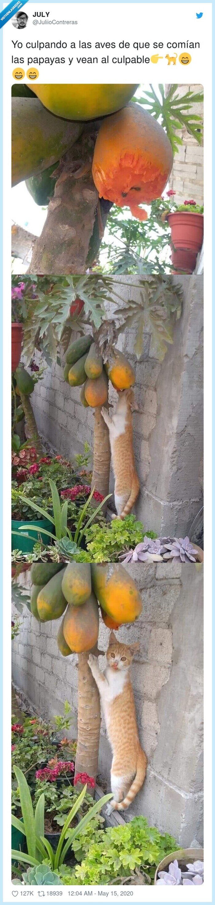 culpable,gato,comían,papayas,aves,robar,huerto,comer