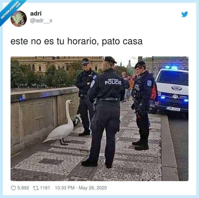 pato,horario,patocasa,cuarentena