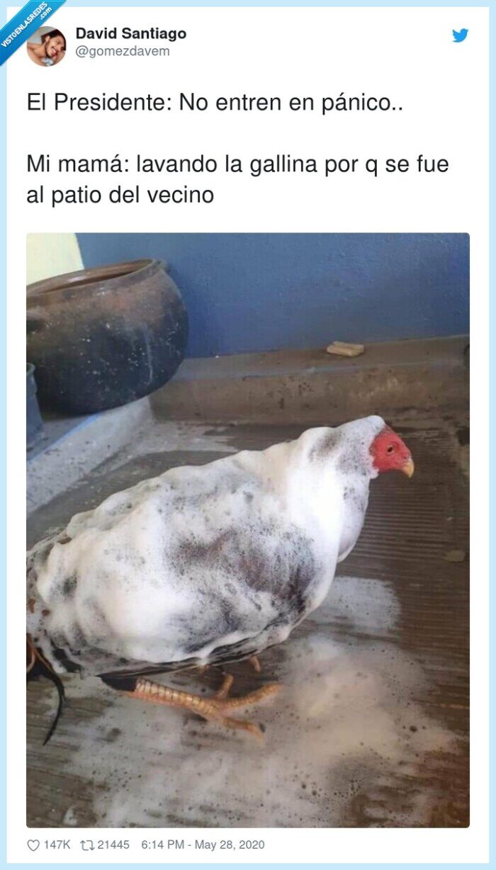 presidente,pánico,lavando,gallina,vecino