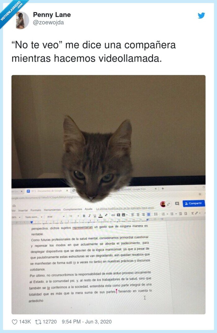 videollamada,compañera,gato,ordenador