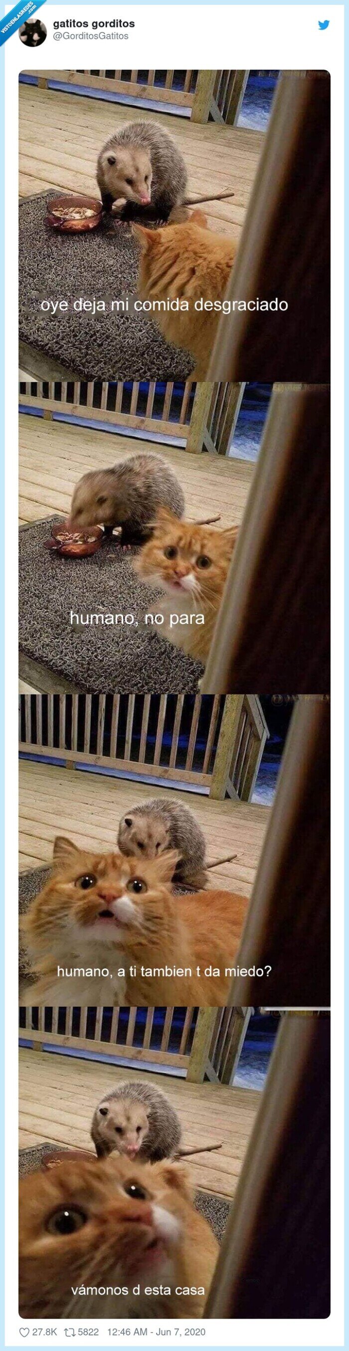 gato,zarihuella,robar,comida