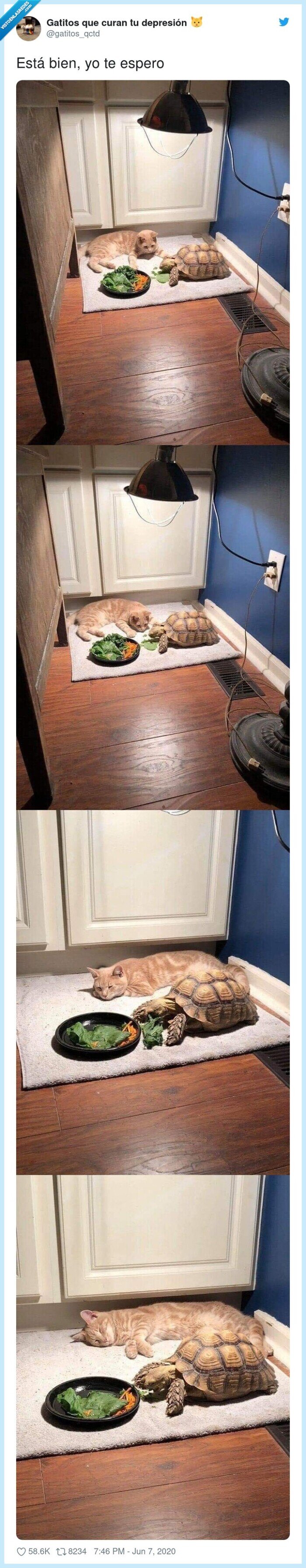 gato,tortuga,comer,esperar