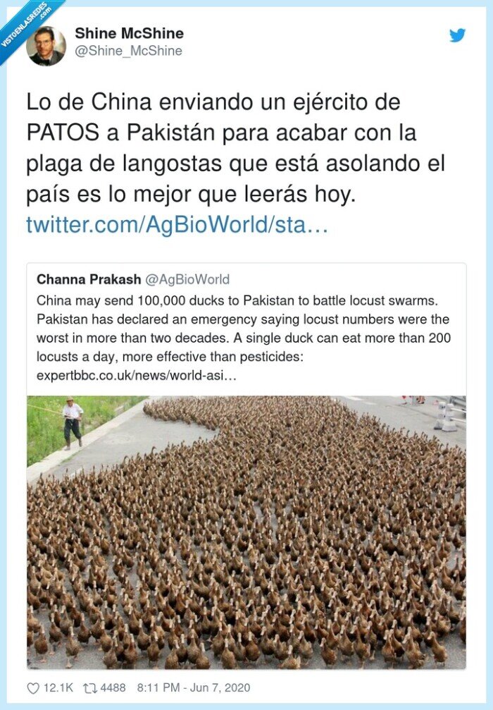 langostas,ejército,pakistán,asolando,enviando,patos