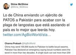 Enlace a Los patos son agentes comunistas que van cargados de copias del manifiesto comunista para adoctrinar, por @Shine_McShine