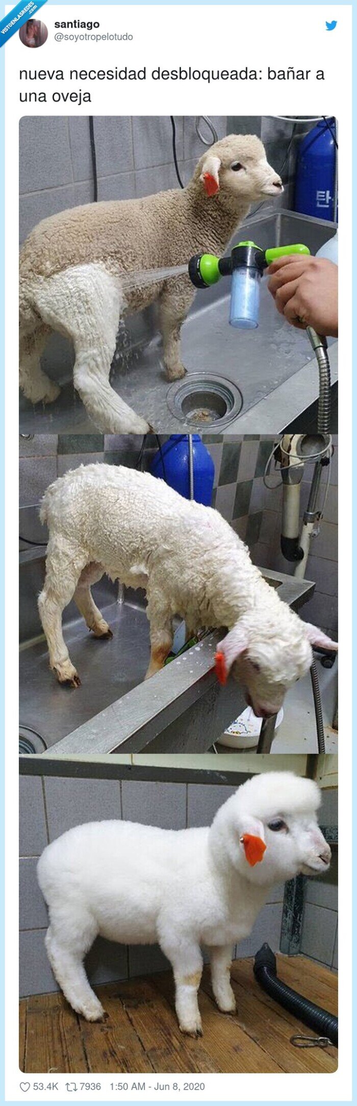oveja,bañar,limpiar