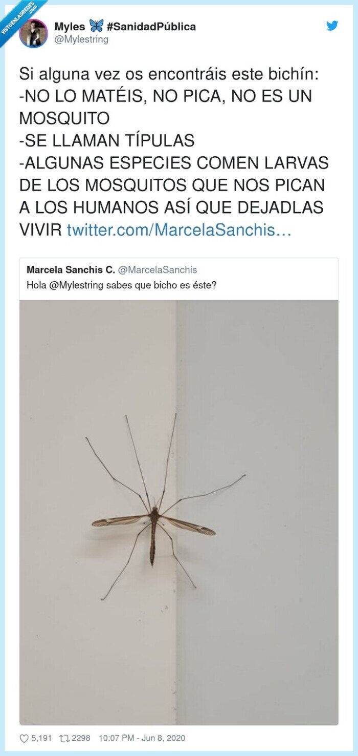 mosquitos,matar,insecto,mosquito,típulas