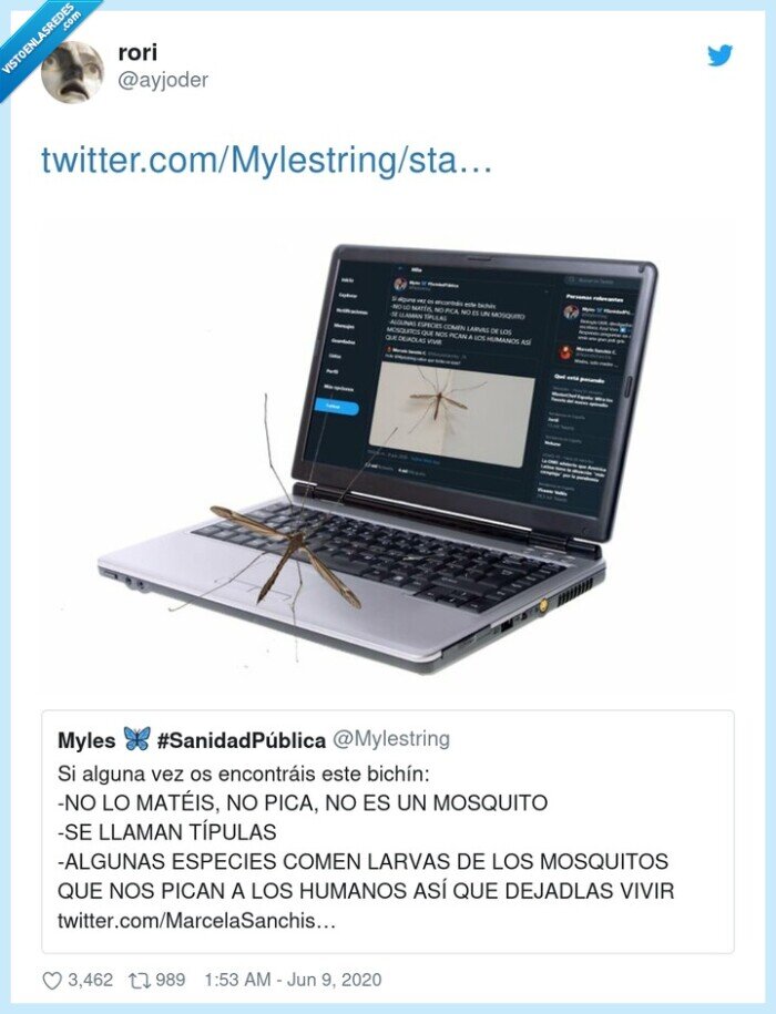 típulas,mosquito,twittera,matar