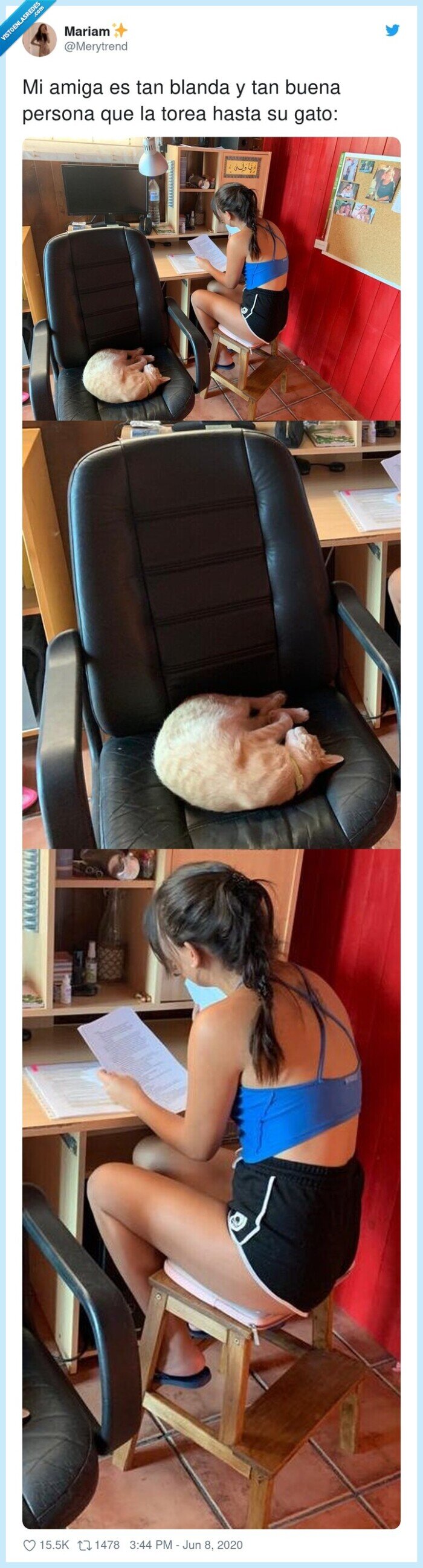 persona,blanda,amiga,gato