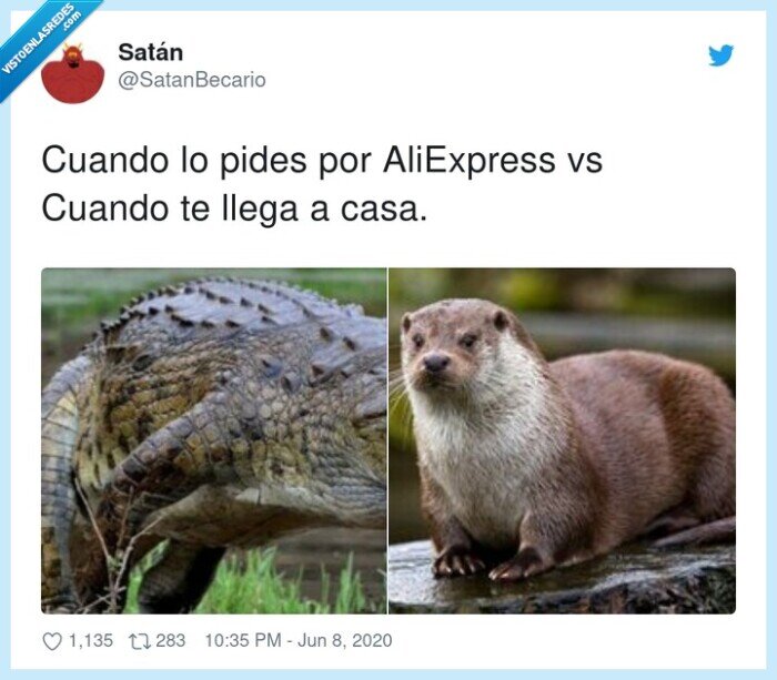 aliexpress,pedir,llegar,nutria,cocodrilo