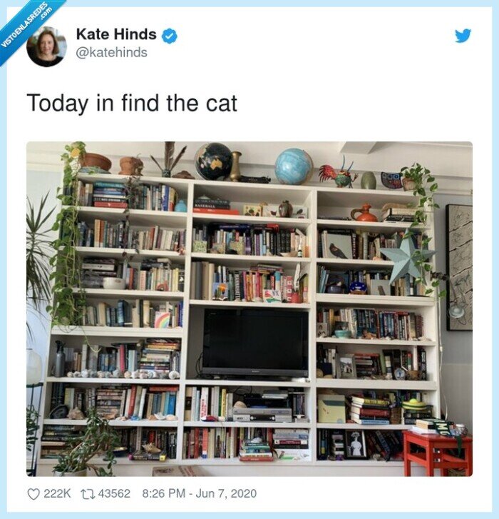 gato,estantería,encontrar,libros
