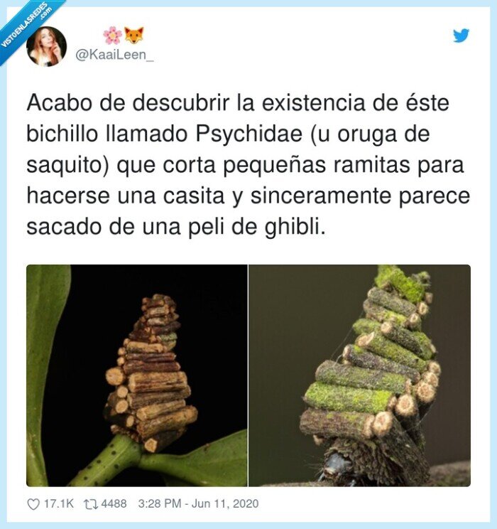 existencia,pequeñas,psychidae,descubrir,bichillo