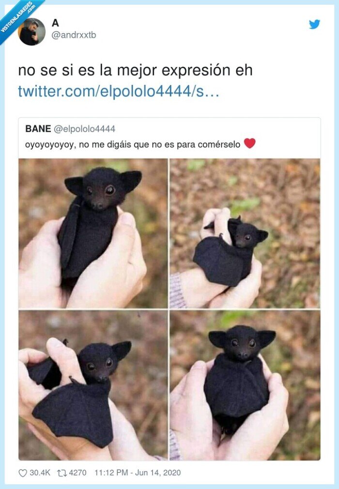 murci&eacute;lago,beb&eacute;,comerselo