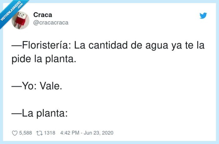 florister&iacute;a,consejos,agua,planta
