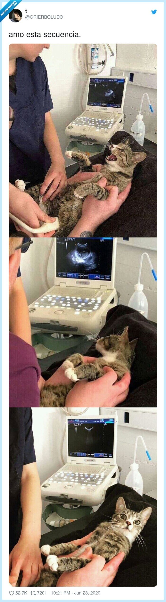 secuencia,embarazo,gata