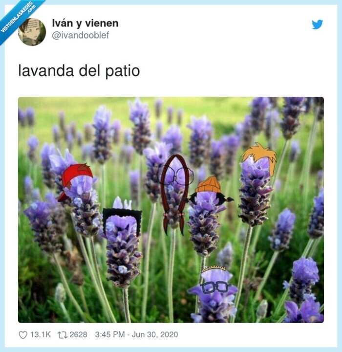 lavanda,patio