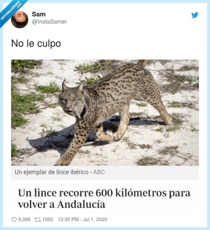 andalucía,lince