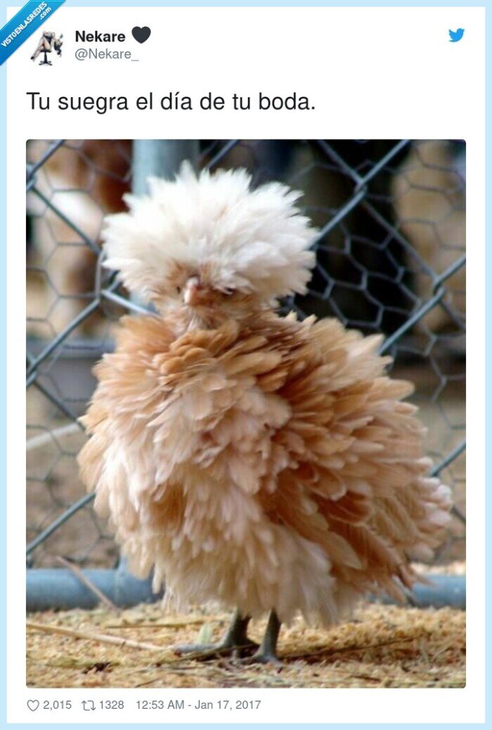 suegra,día,boda,atuendo,pajarraco